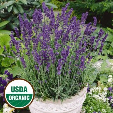 Everwilde Farms - 500 Organic Vera Lavender Herb Seeds - Gold Vault Jumbo Bulk Seed Packet   
